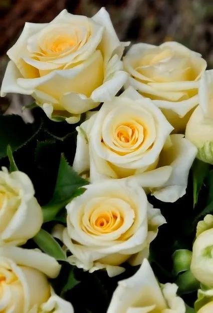 黄玫瑰代表什么含义,黄玫瑰歌曲