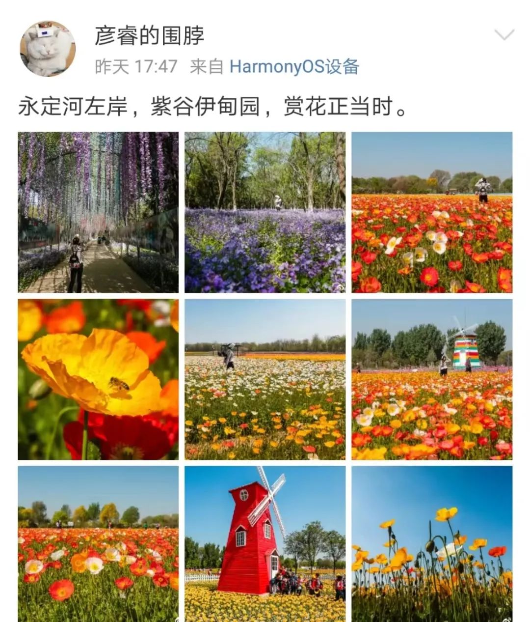 北京周边探秘京城最美油菜花海,北京油菜花必去的地方