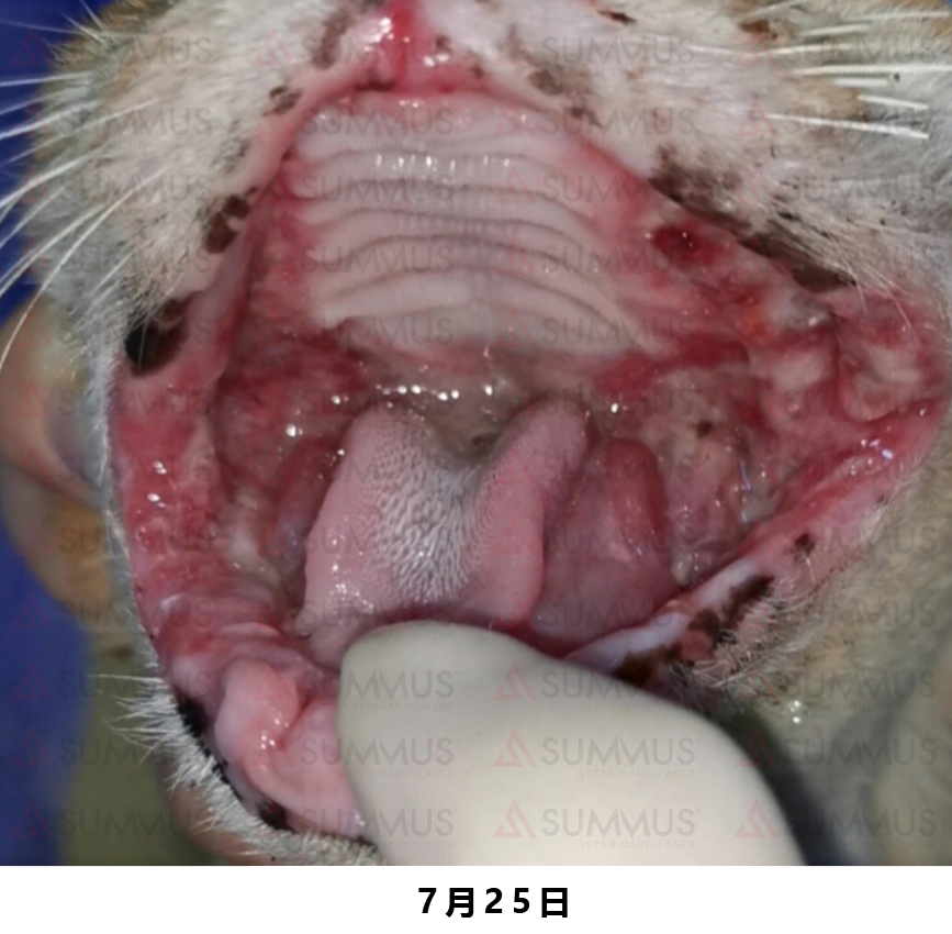 猫咪得了口炎谁有好办法治疗,猫咪得了口炎需要打什么针