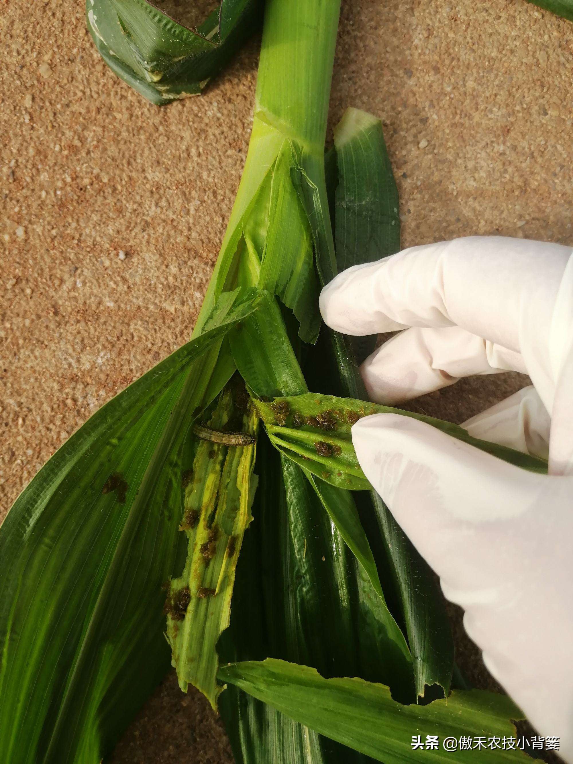 玉米螟虫药什么时候打,防玉米螟什么时间打药合适