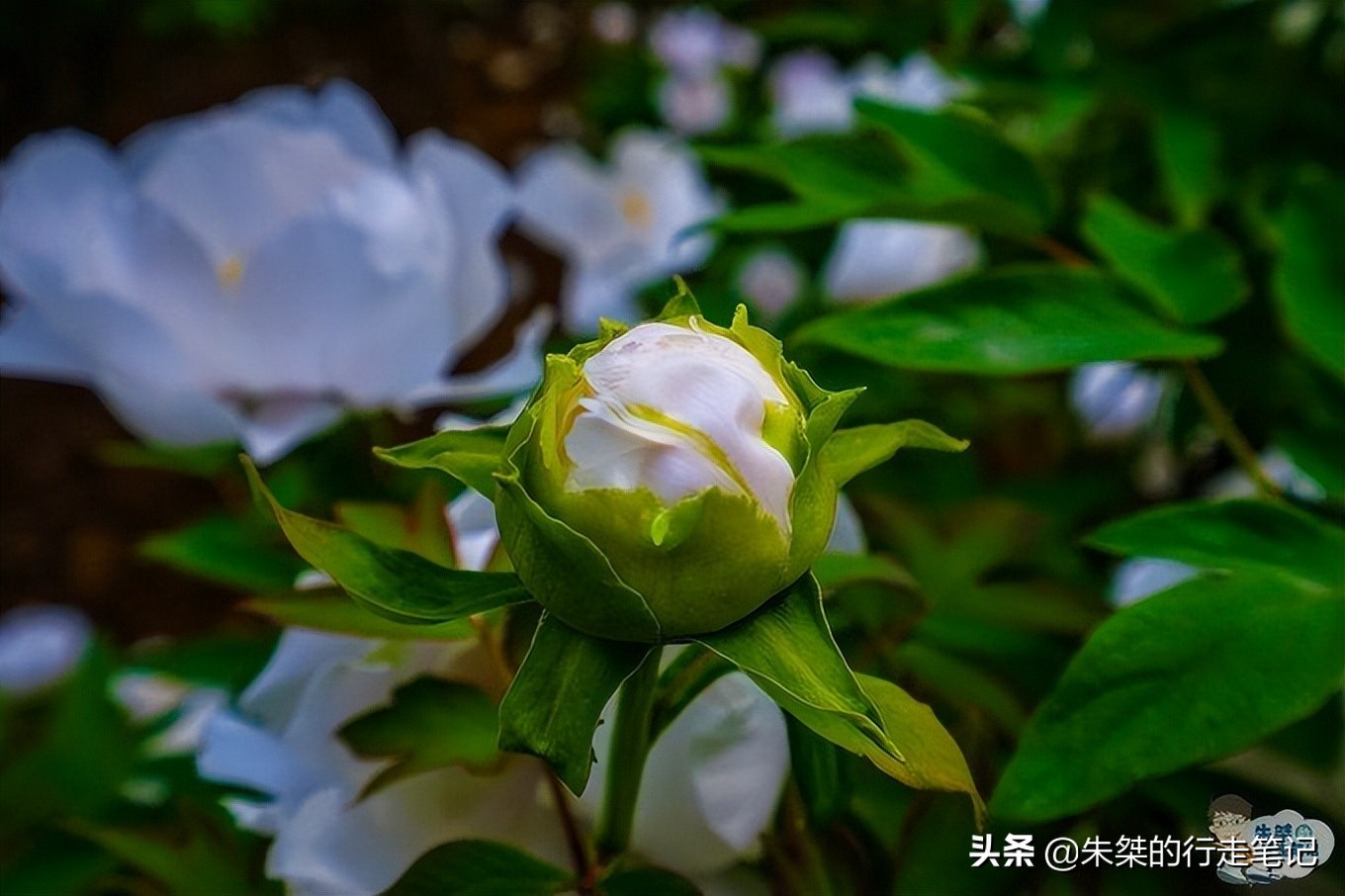 我国唯一一座以花为名的城市,中国唯一一个以花为名的城市