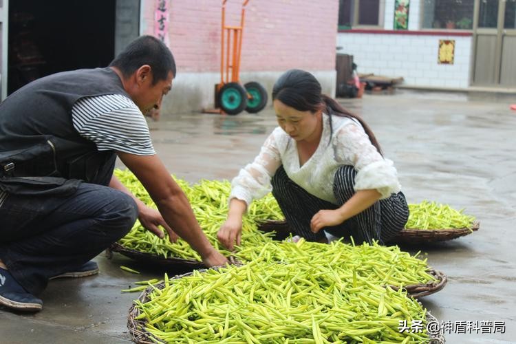 黄花菜开到什么时候采摘品质最佳,黄花菜啥时候最重