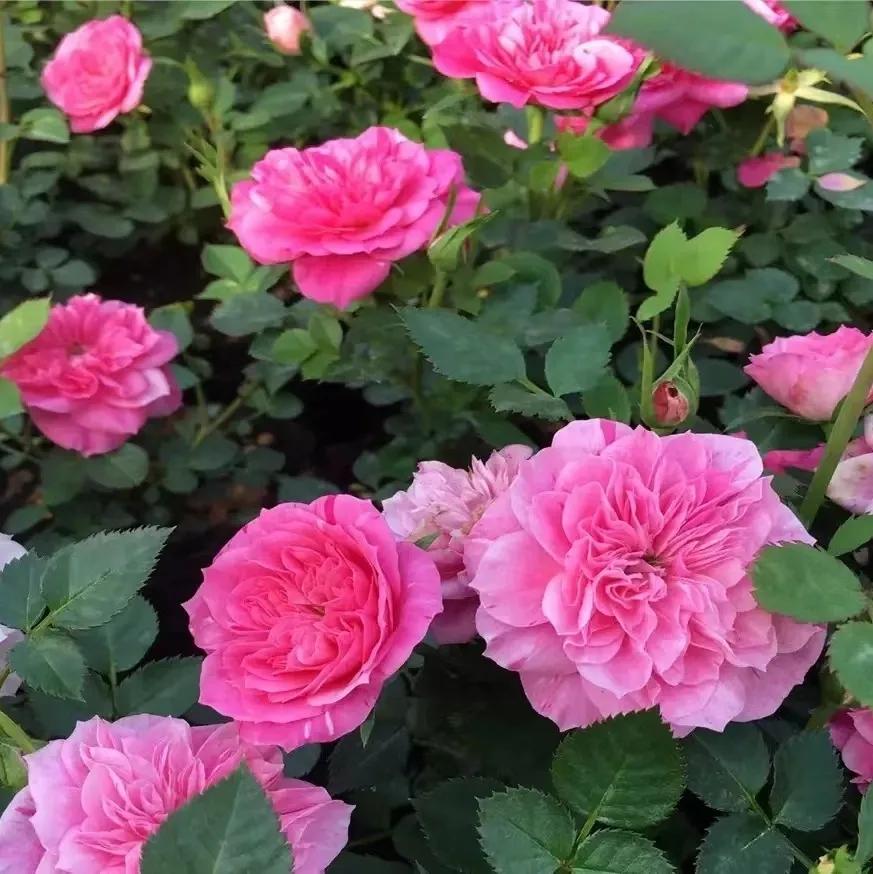 恋人印记,恋人烙印