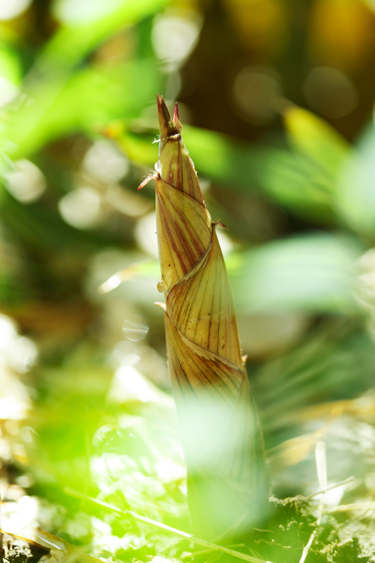 五月最美的诗词,36句绝美夏日诗词