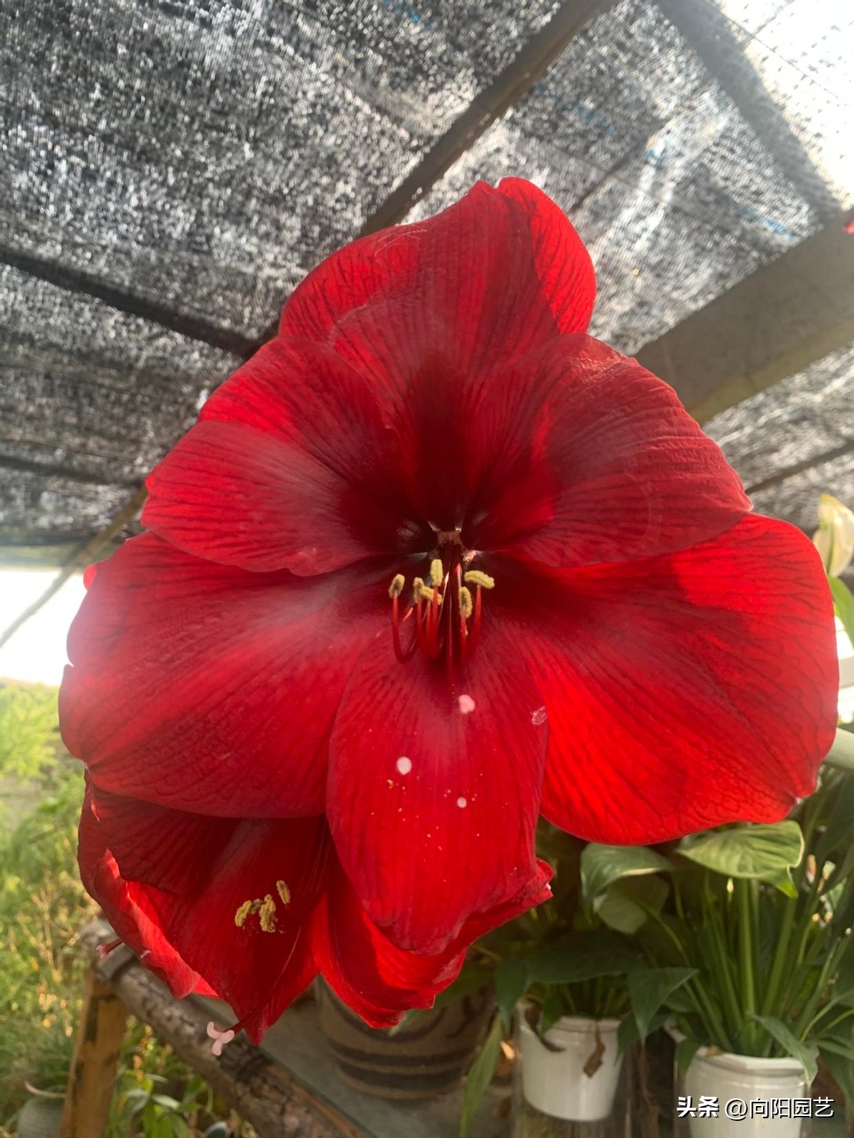 封蜡朱顶红没开花可以拨开吗,封蜡朱顶红把蜡取掉能栽吗