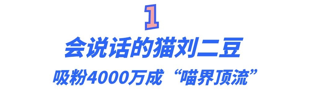 猫界顶流刘二豆,喵界顶流二豆