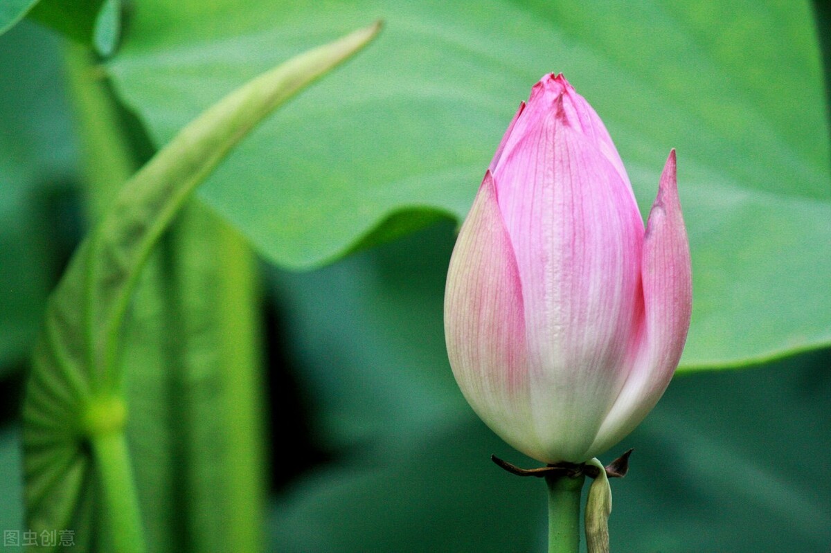 荷花图片禅意荷花,最美意境荷花图片大全