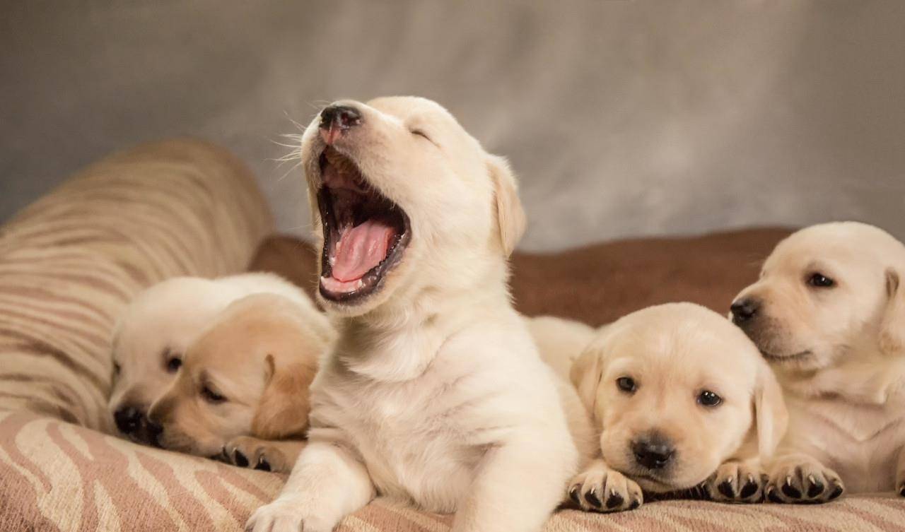 原来狗狗绝育有这么多好处,一大半你都不知道