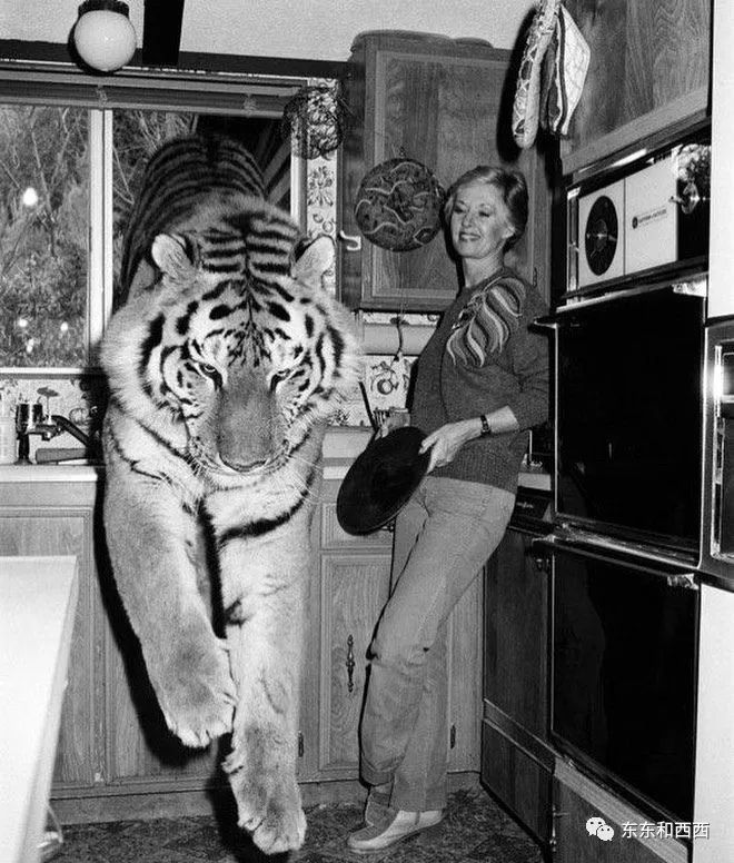 91岁养狮子走红毯拍奢侈品广告，这个优雅金发*物尤**太生猛了