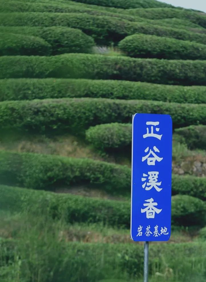 武夷岩茶正岩山场土质怎么样,山场正岩