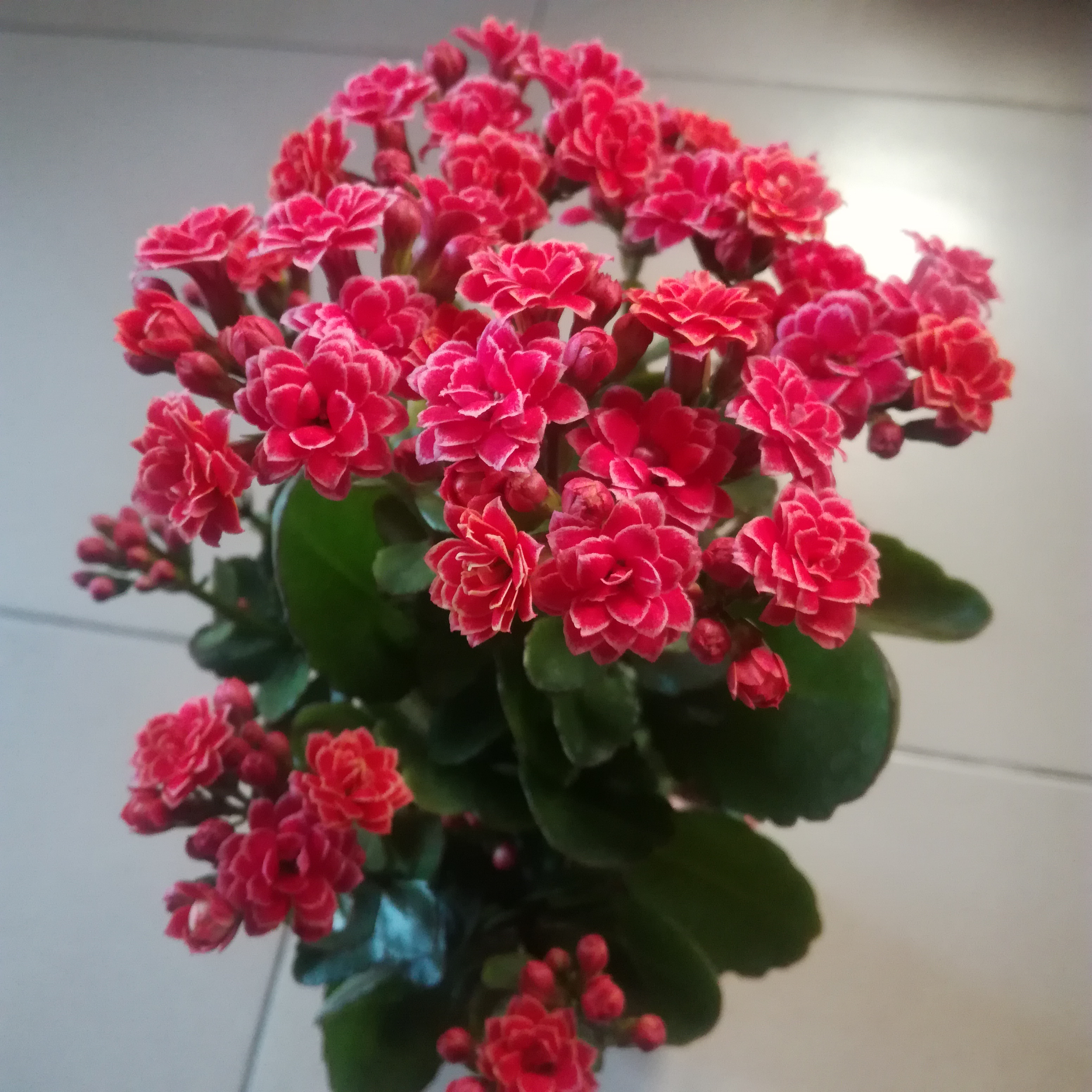 长寿花是非常好养的室内花卉,喜欢养长寿花