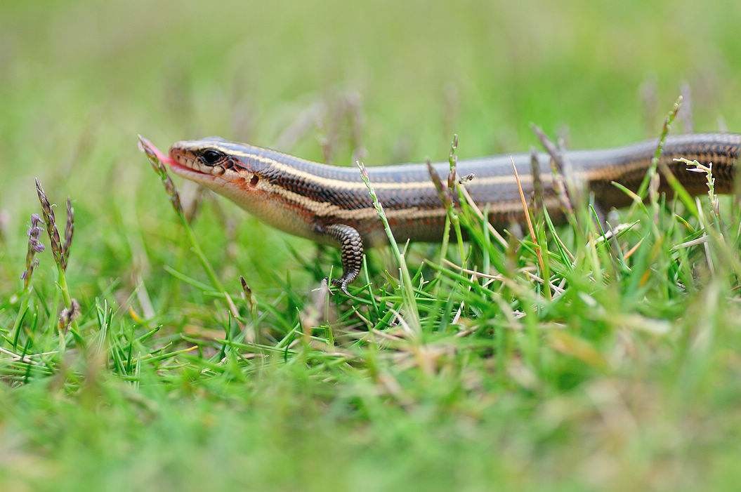 狗婆蛇是保护动物吗,农村最常见的几种蛇火蛇