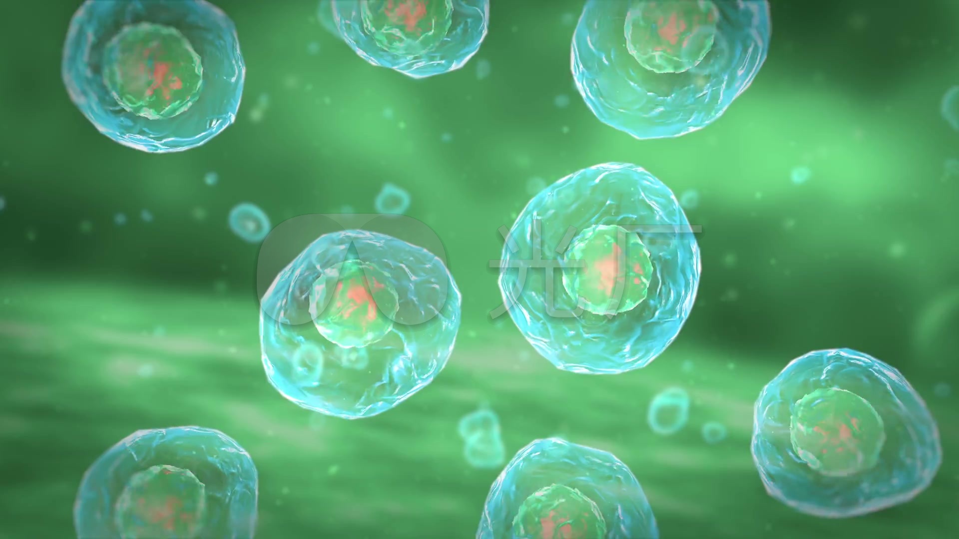 公螳螂被母螳螂吃掉什么感觉,公螳螂和母螳螂繁殖后被吃掉