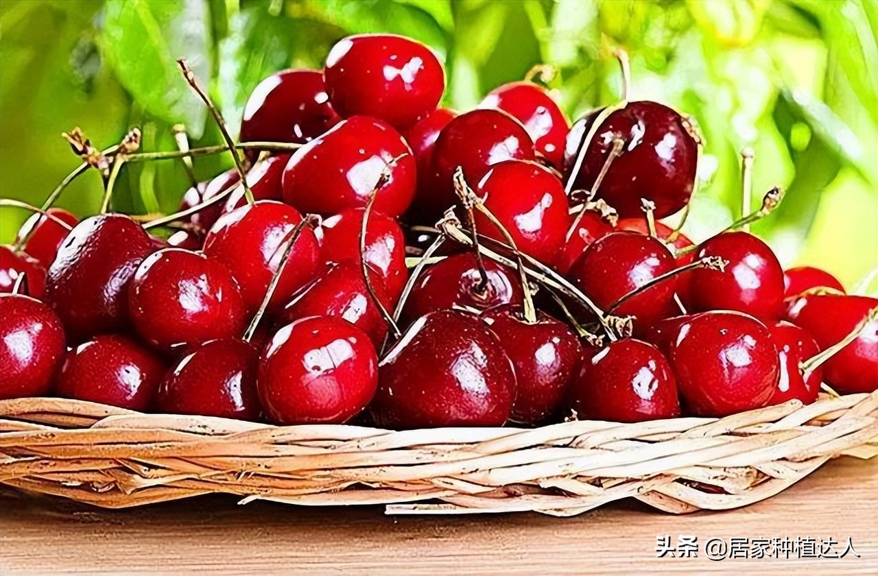 盆栽种植车厘子,庭院种植车厘子一棵能结果吗