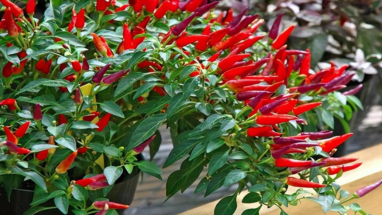 家庭种植最易入门的蔬菜,菜园常种的蔬菜