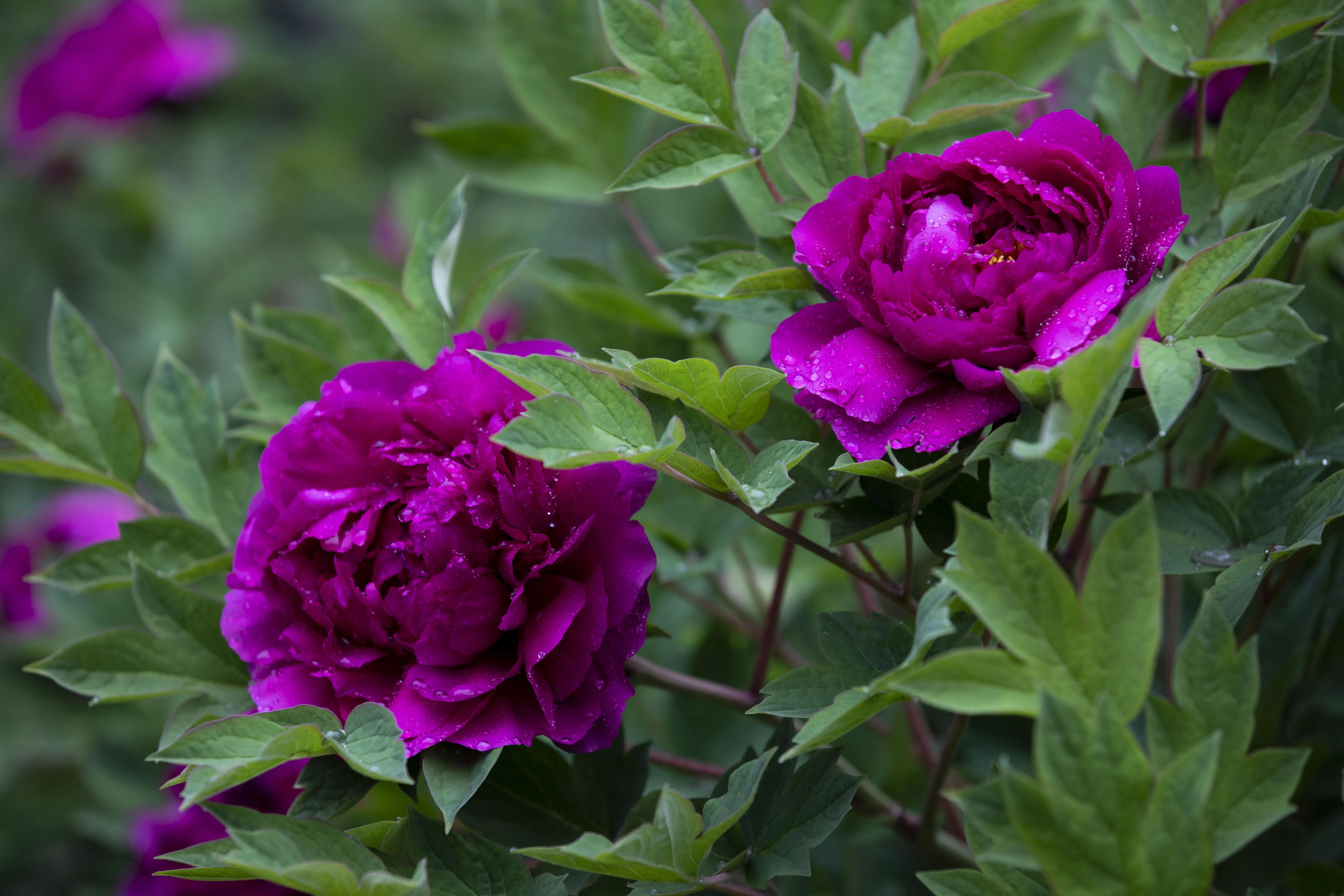 牡丹花开得雍容华贵芳香四溢,牡丹花开雍容华贵视频