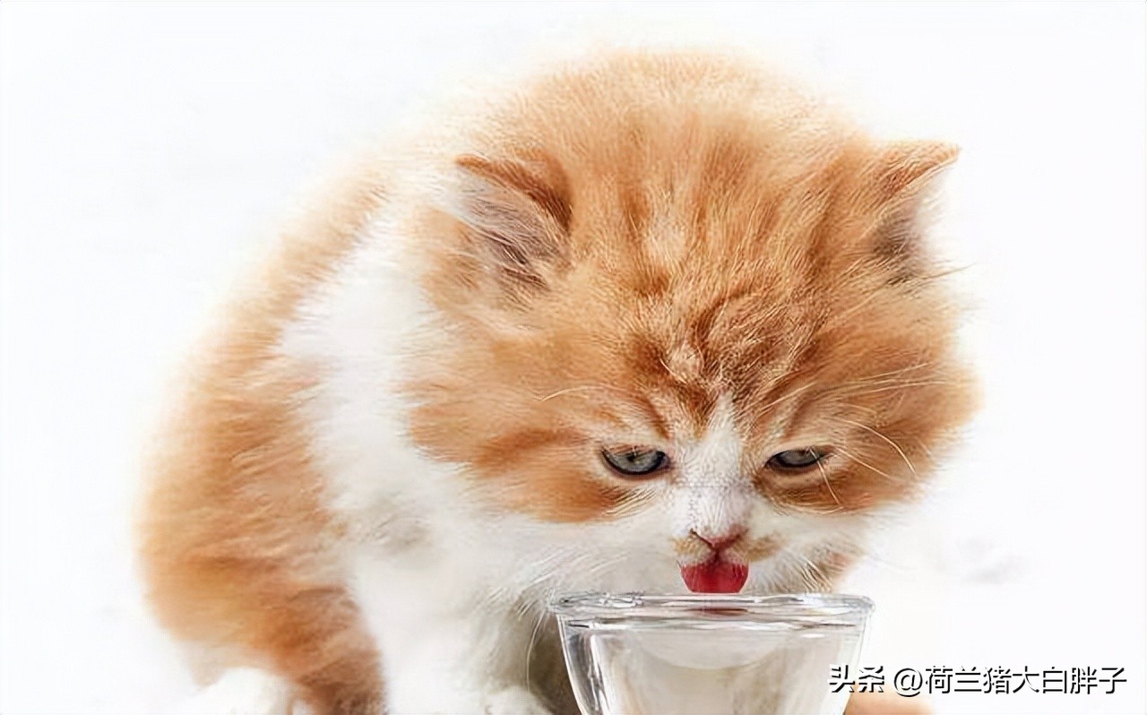 为什么猫咪不爱喝水？怎样让猫咪多喝水