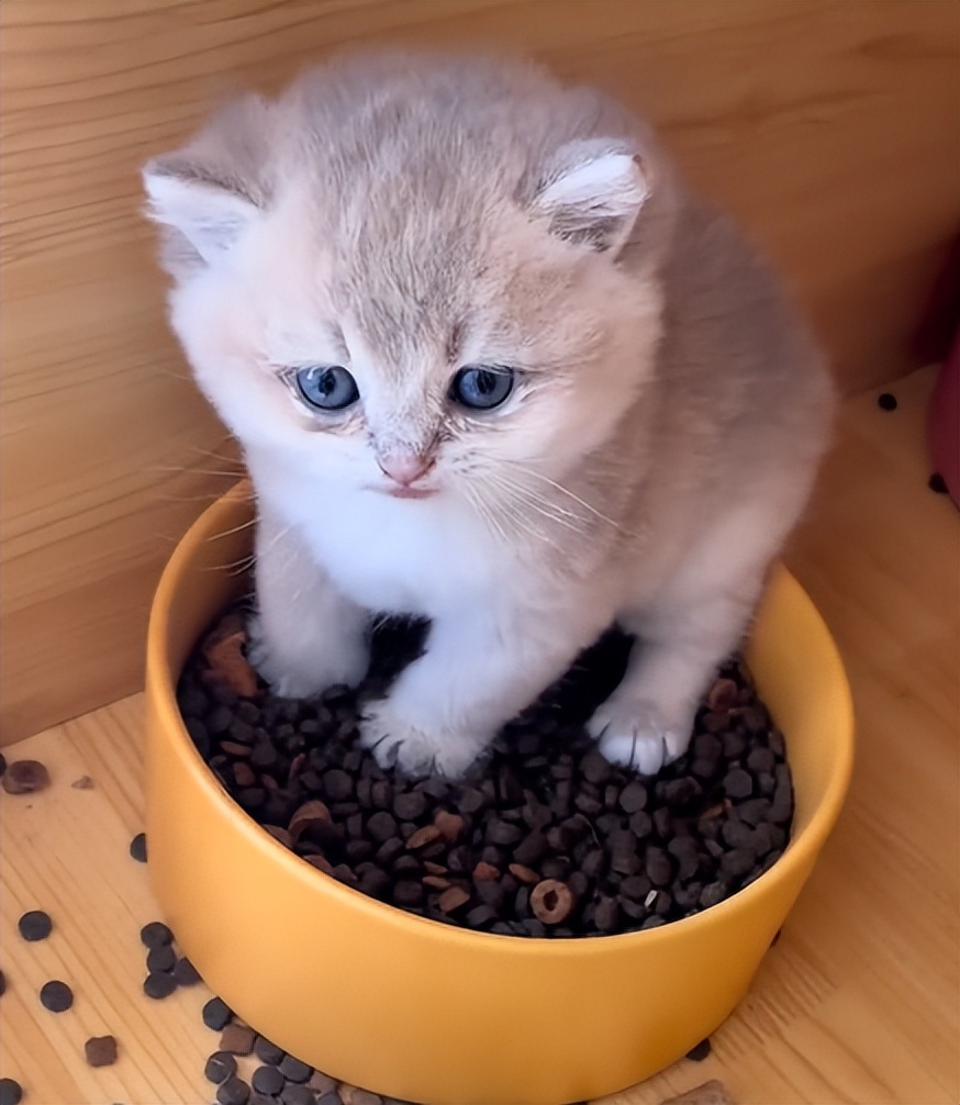 驴得水小朋友是智障猫吗,全网公认的智障猫怕水