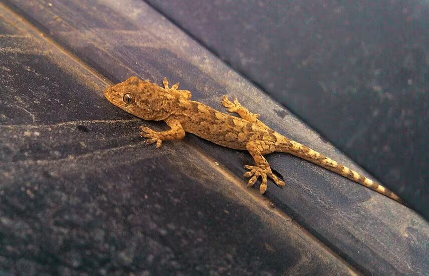 农村家里经常出现蝎子蜈蚣好不好,农村院子里的蝎子的克星