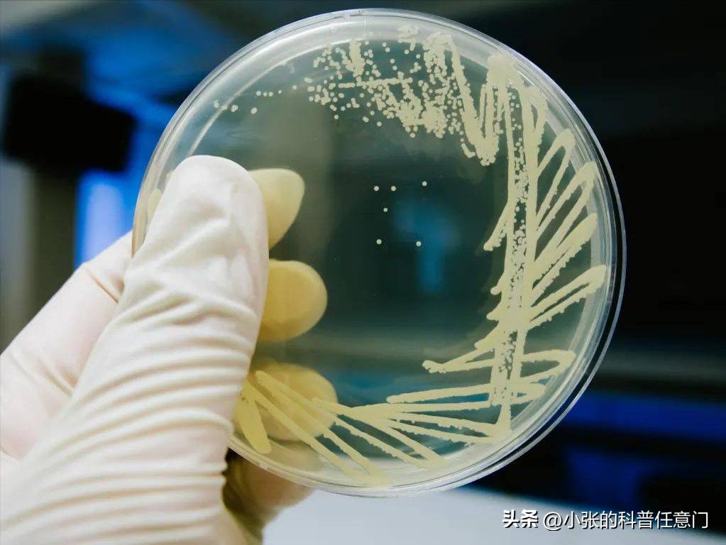 淫羊藿野生和种植效果有区别吗,淫羊藿根系