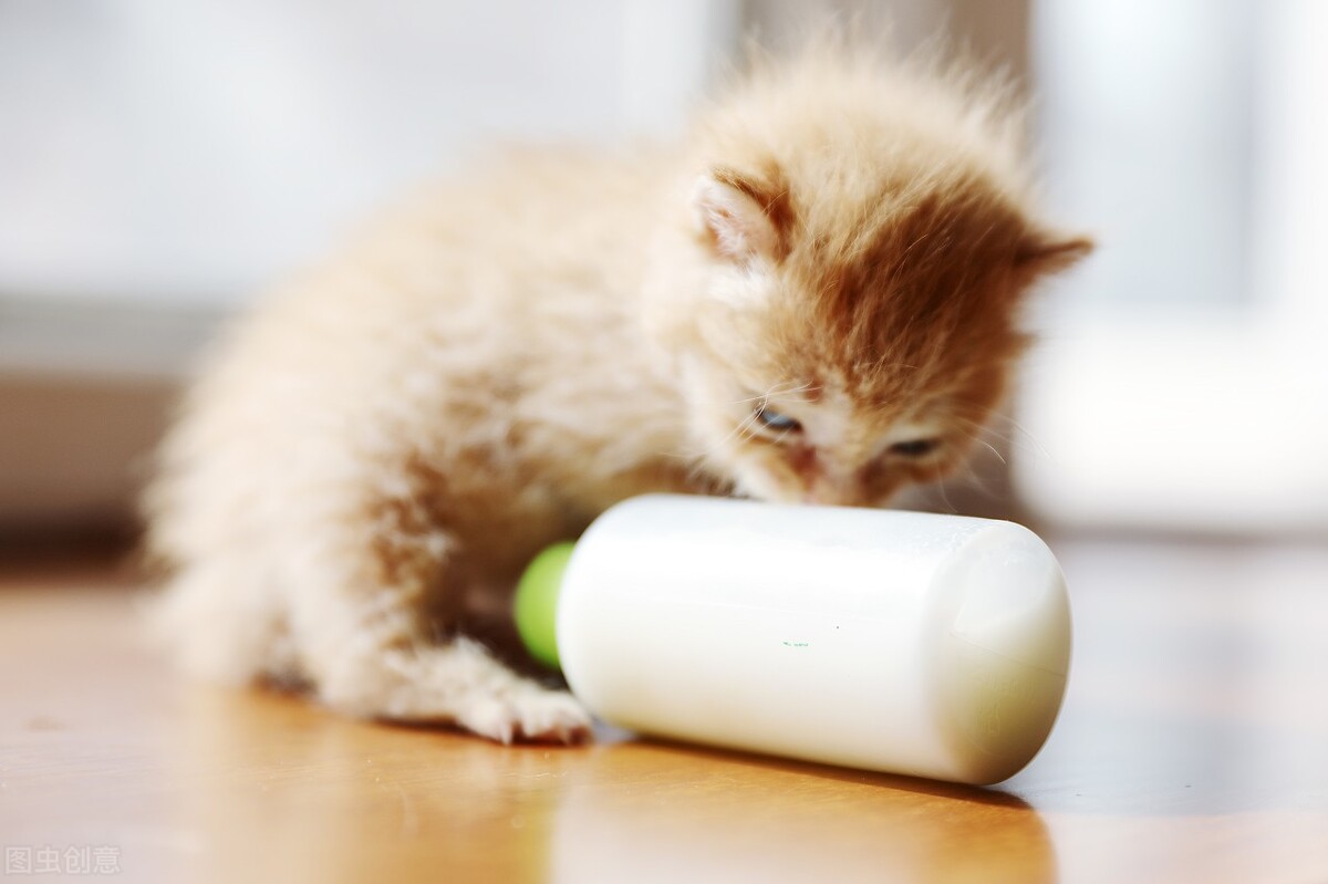 两个月猫咪拉稀怎么回事,猫咪不吃东西拉稀怎么回事