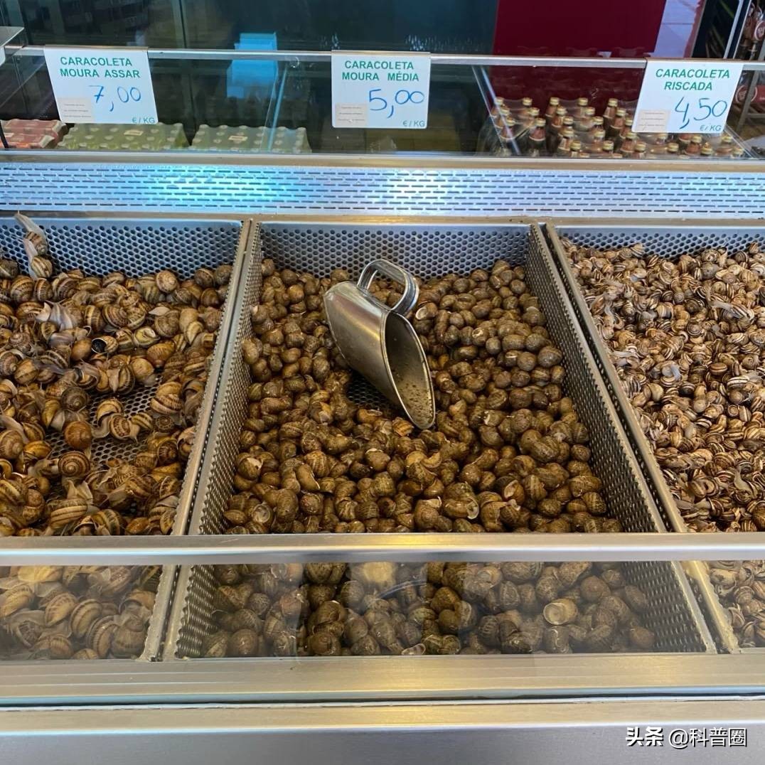 法国蜗牛非洲蜗牛,法国蜗牛与白玉蜗牛