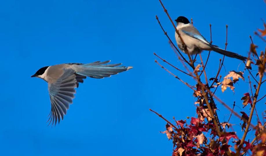 斑鸠在巢穴边不走说明什么,野斑鸠可以喂昆虫吗