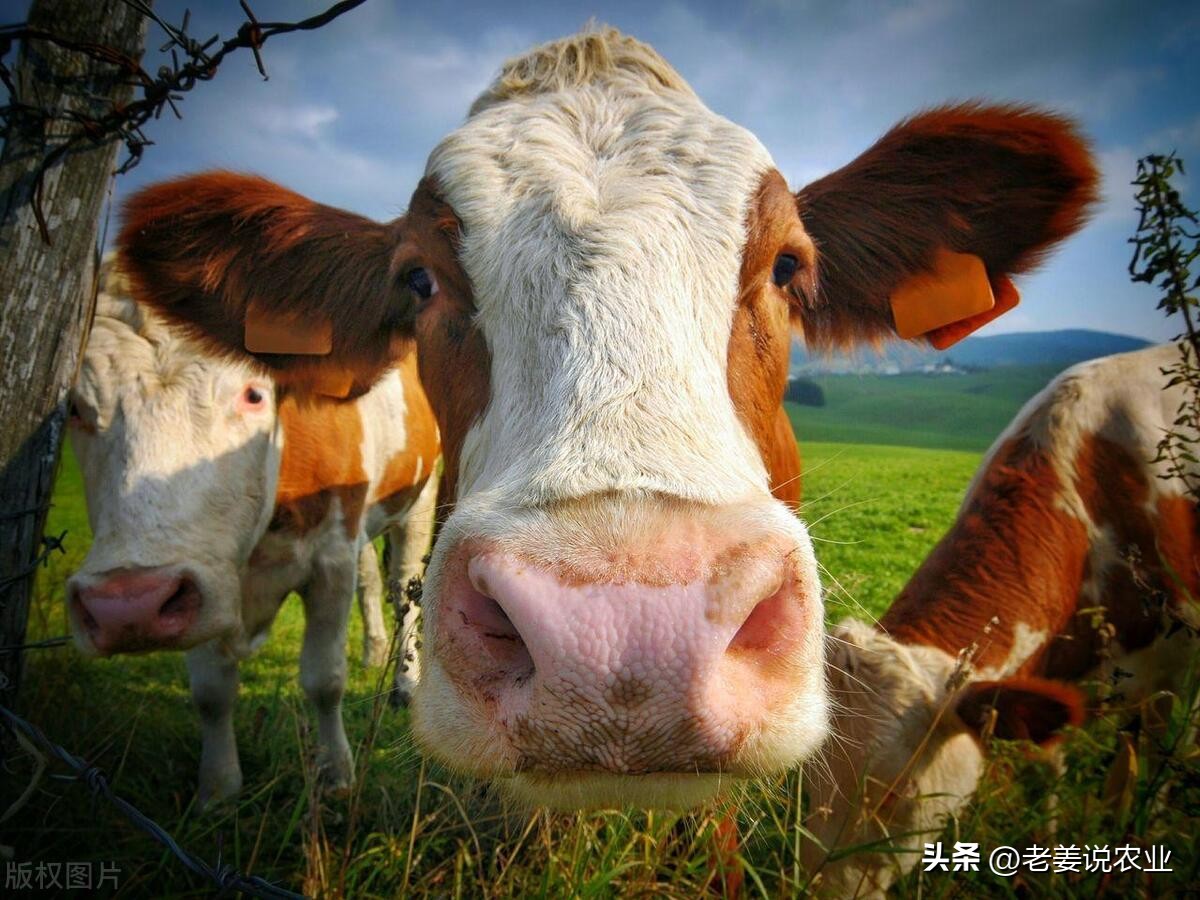 牛价会跌到让养殖户“鬼哭狼嚎”，2023年6月4日全国最新牛价