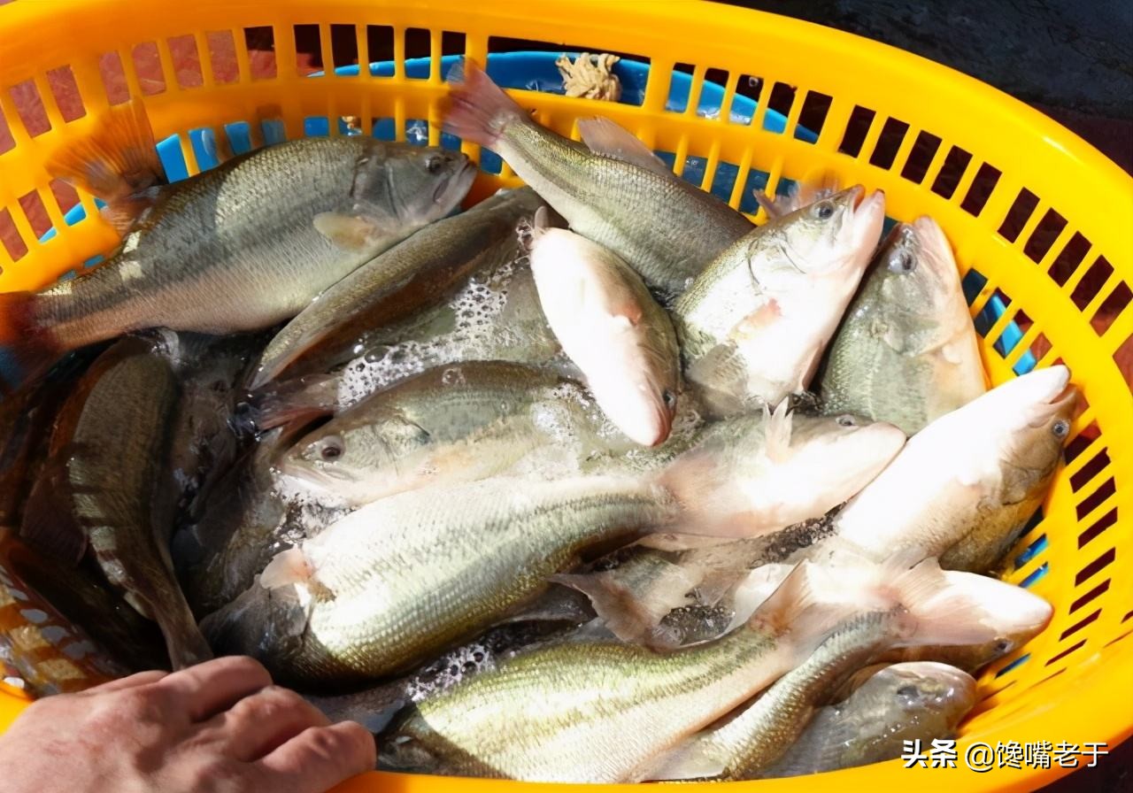 买鲈鱼肚子大的好还是小的好啊,买鲈鱼公的好还是母的好