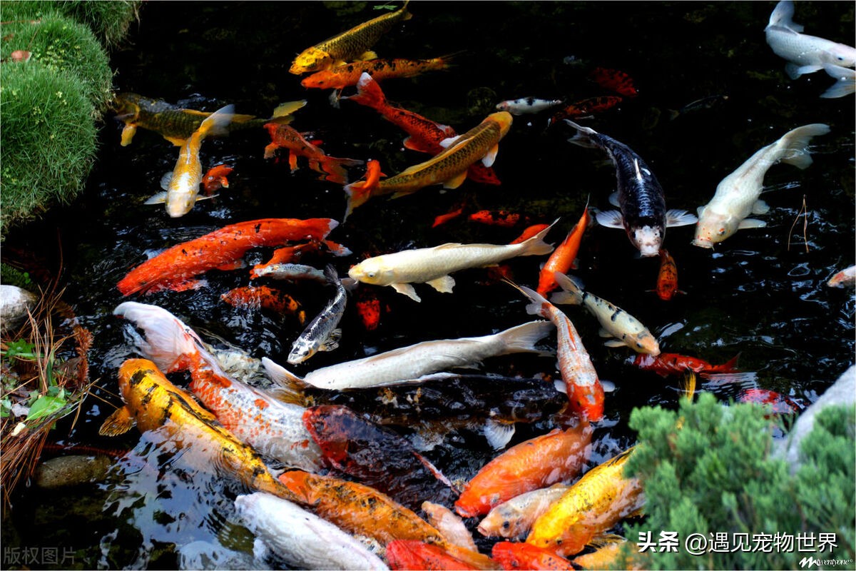 新手养小宠物鱼最好要什么品种,凶猛宠物鱼品种大全