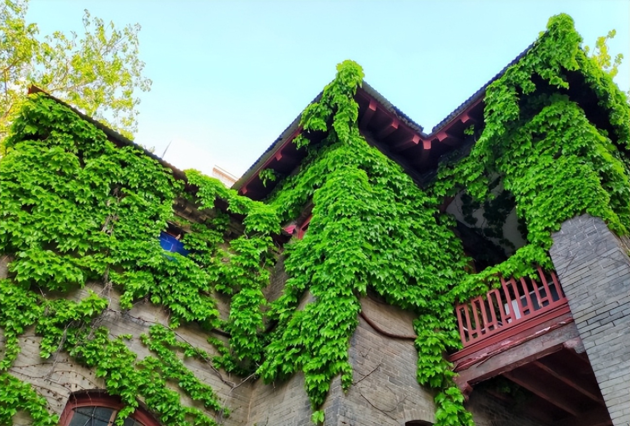 不想养的花太乱太杂哪些值得养,家中千万别养这8种毒花