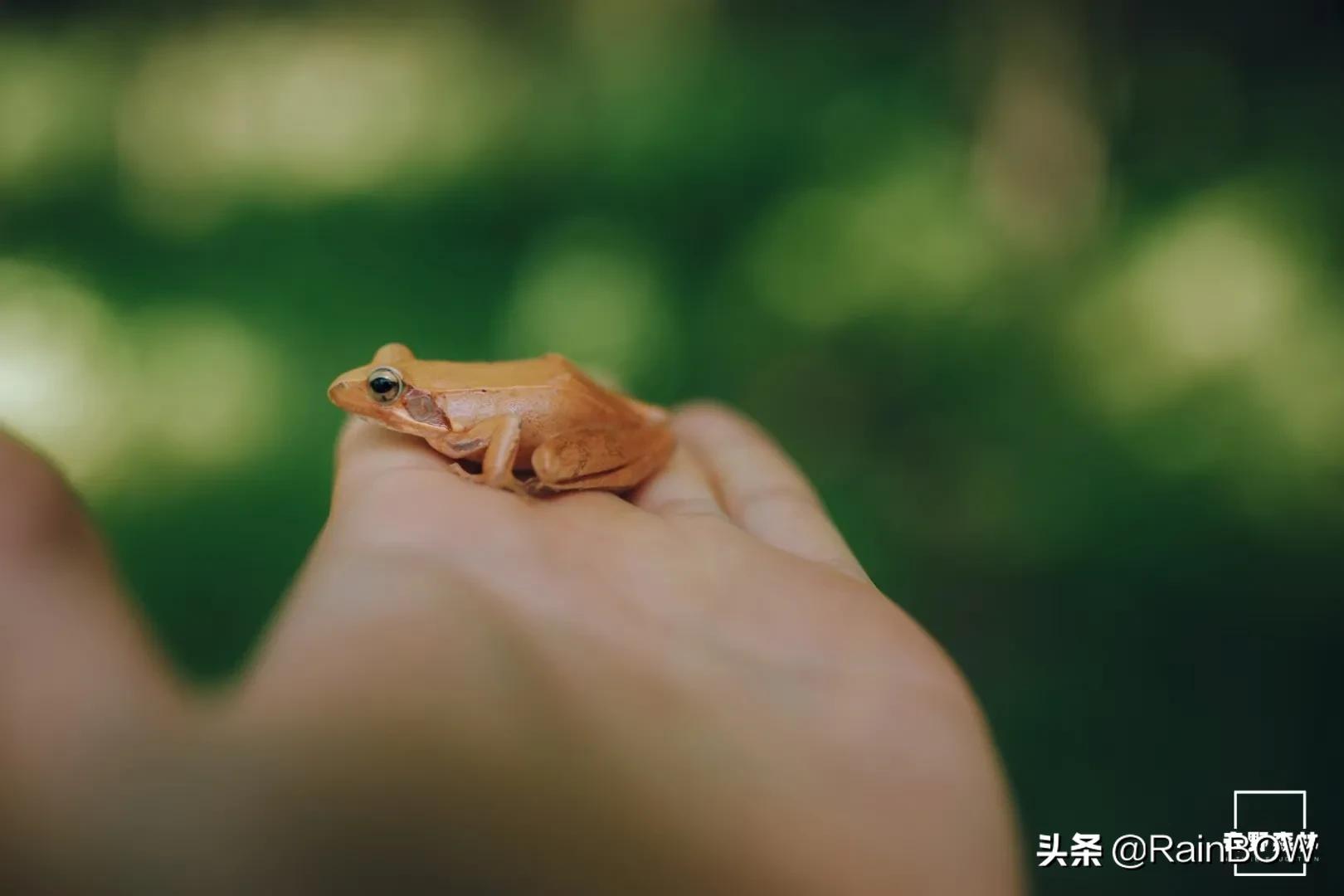 大自然中的小生命,大自然新生命的诞生