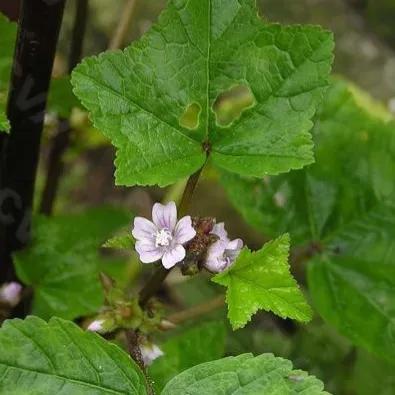 春天十种最美的花名字,花名带冬的有什么花