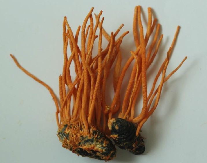 又贵又坑的神药,不建议买的神药