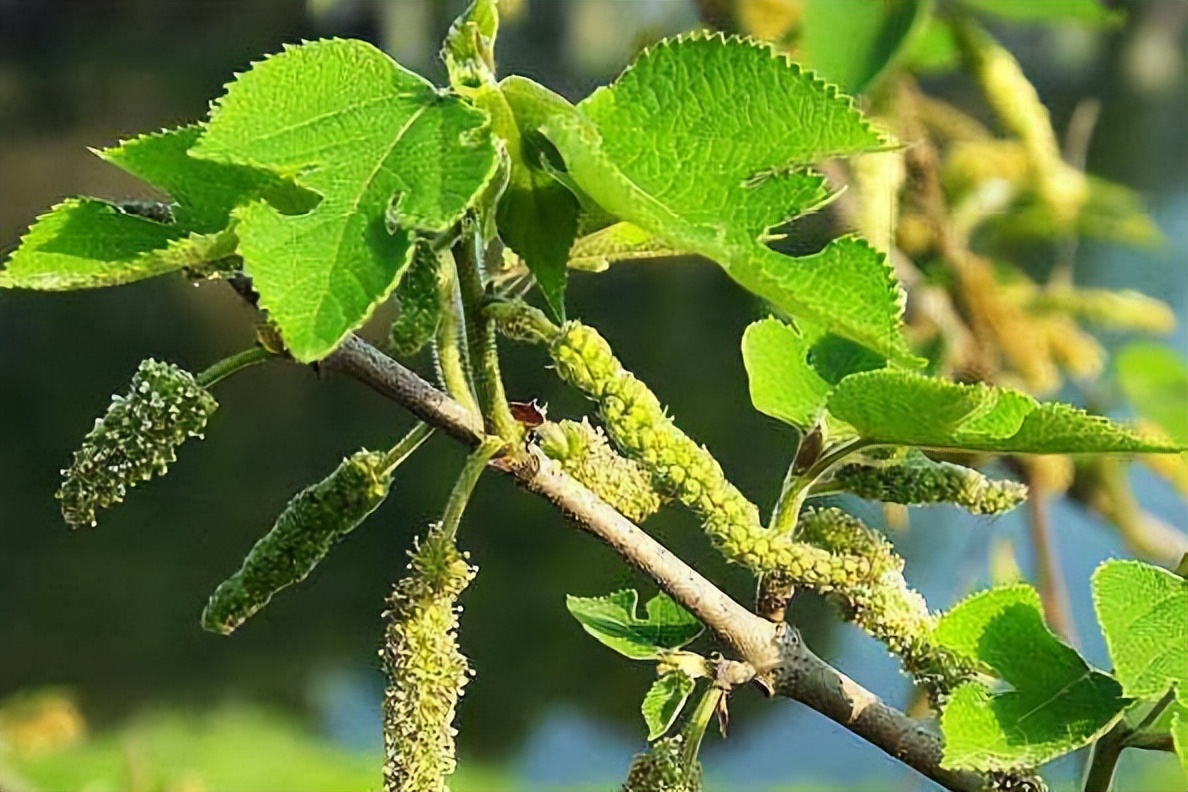 春天看图挖野菜，送你40种野菜大图鉴，让你轻松辨别各种野菜