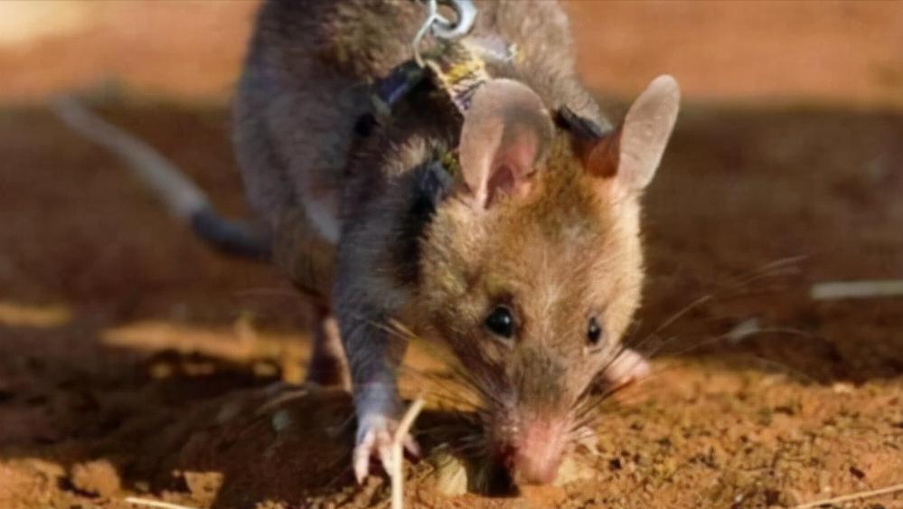 鼠王被抓叫来老鼠报复咬人,老鼠爬到床上为什么还会咬人