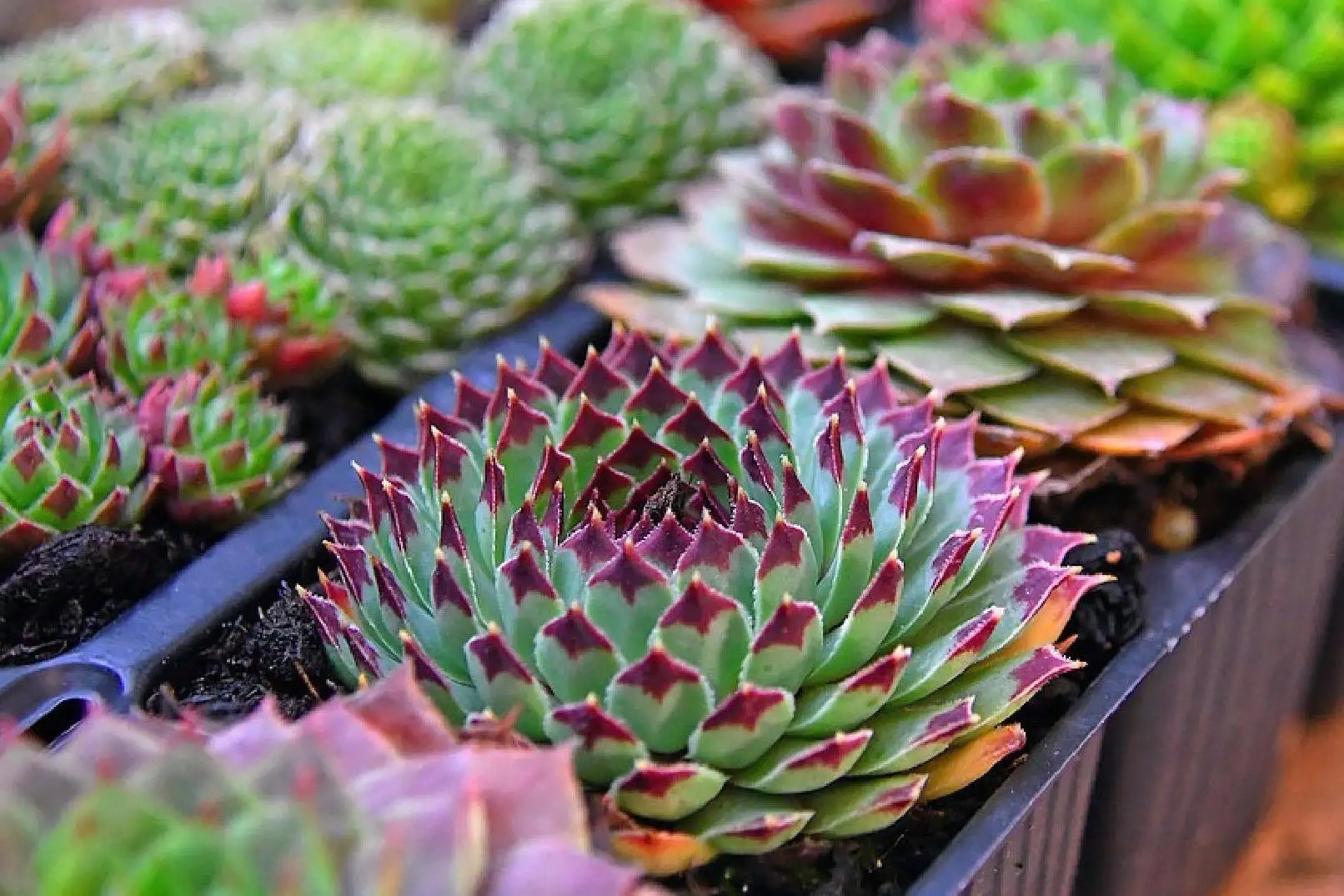 买花怎么养才不会枯萎,买花盆栽最省钱的方法