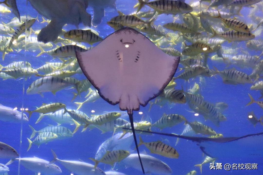 蔚蓝做苍穹，鱼儿变繁星！新川学子，走进浩海立方，探秘无限海洋