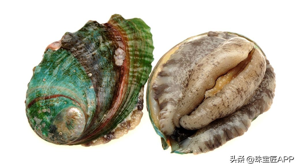 烧烤鲍鱼成品,鲍鱼里面也有珍珠