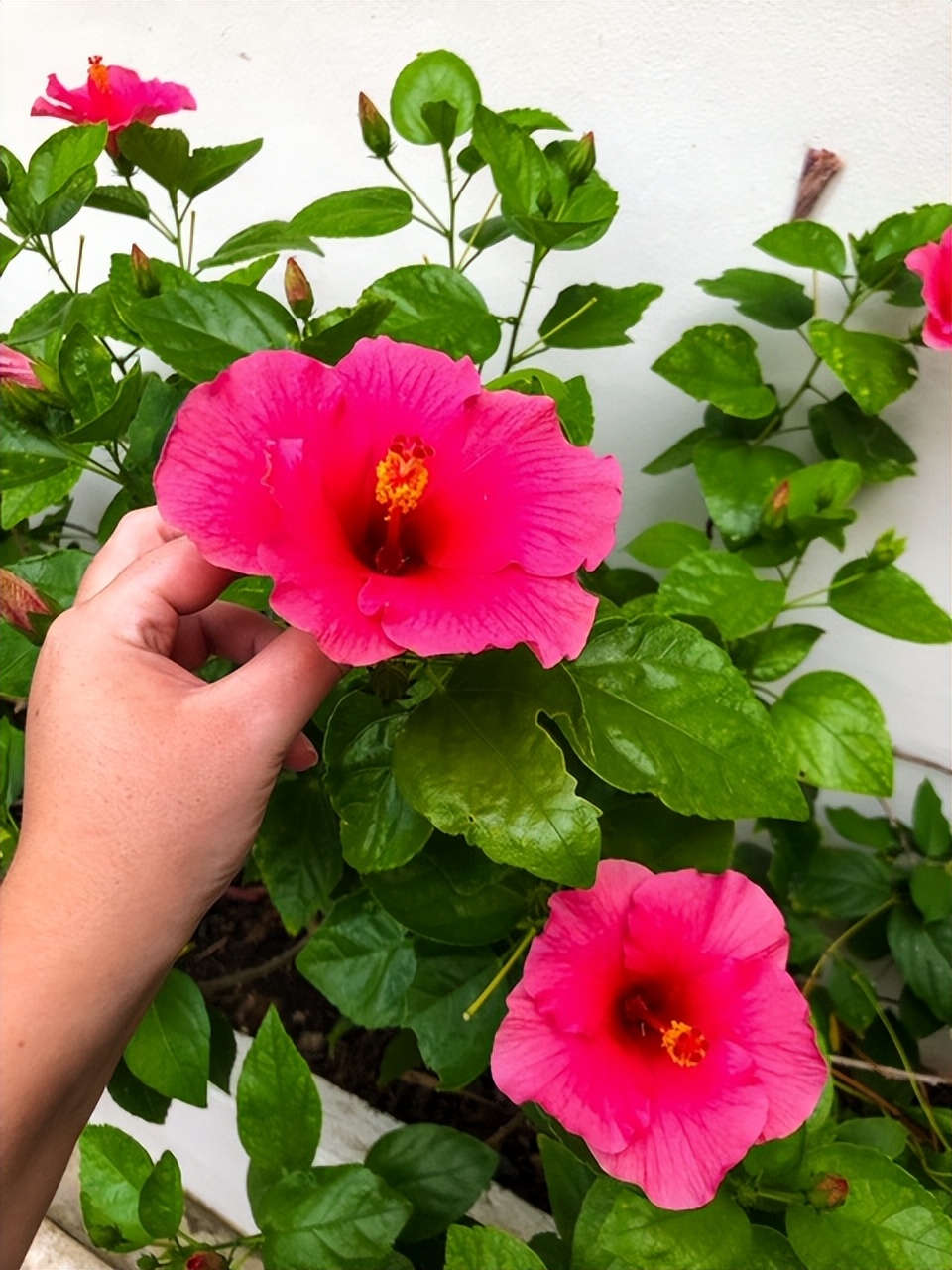 泰国最好的岛屿,泰国最大的岛屿普吉岛