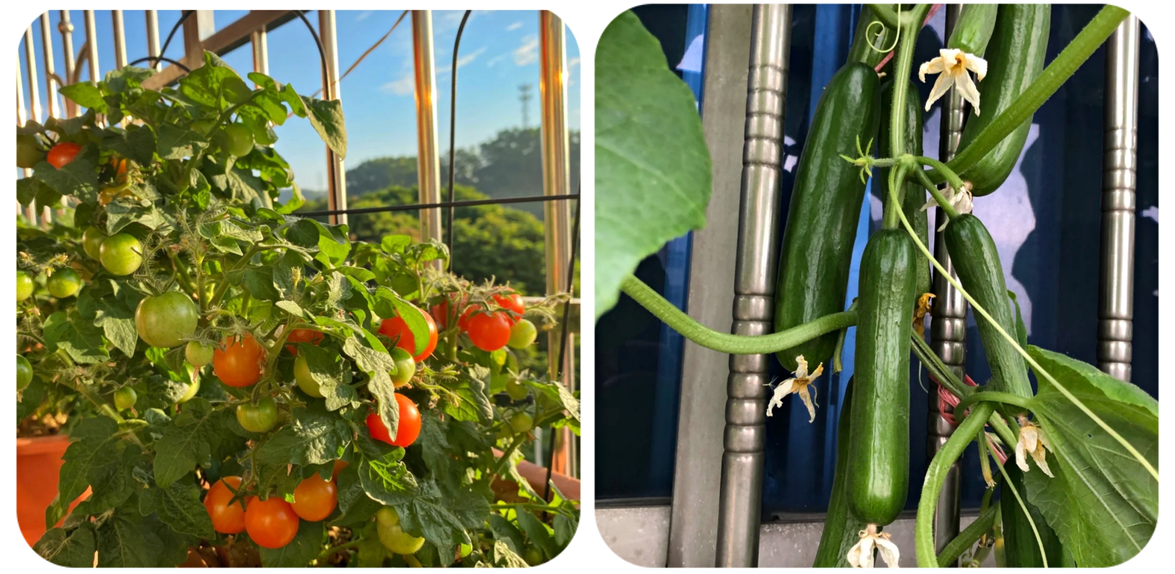 100种花能养在阳台上，50种开花的，40种绿植，10种蔬果