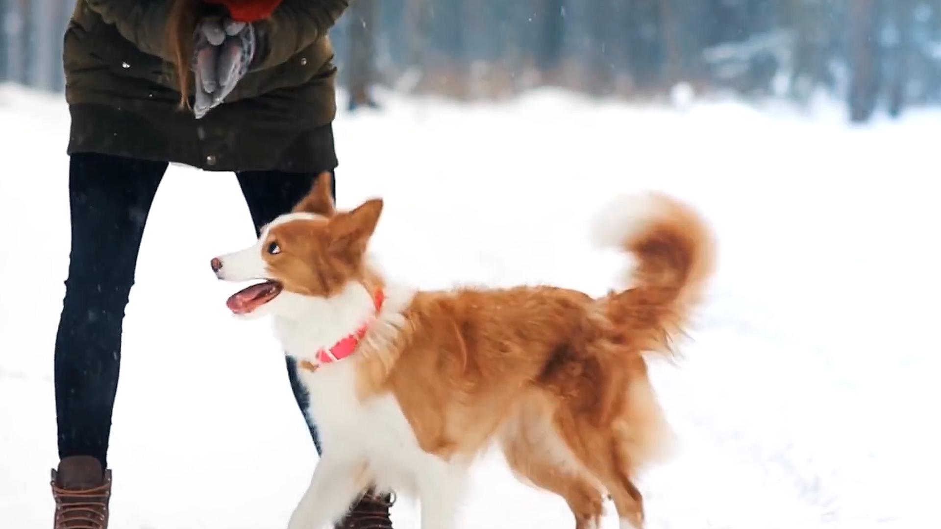 牧羊犬遭受狼群袭击,牧羊犬为什么叛变加入狼群