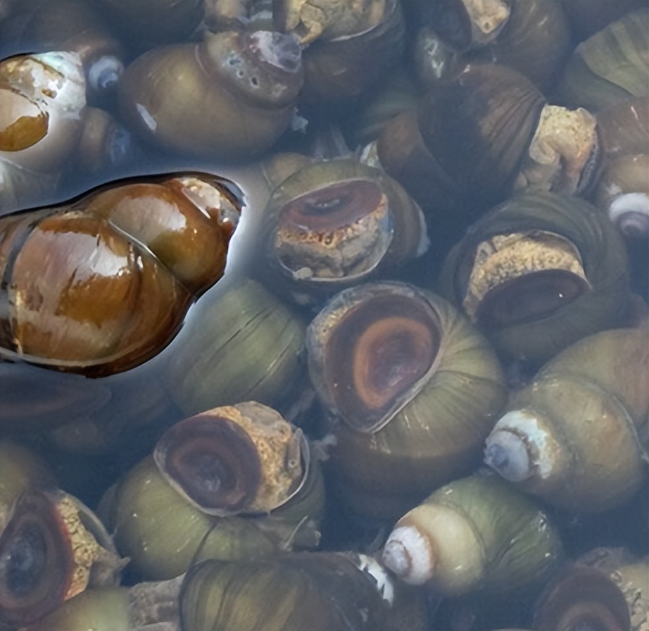 正在逐渐消失的6种河鲜,正在逐渐消失的五种河鲜