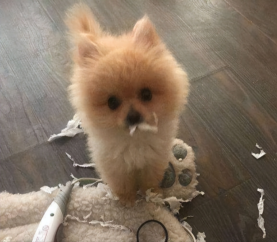 博美犬为什么不建议养公犬,博美犬的5大缺点看完你还想养吗