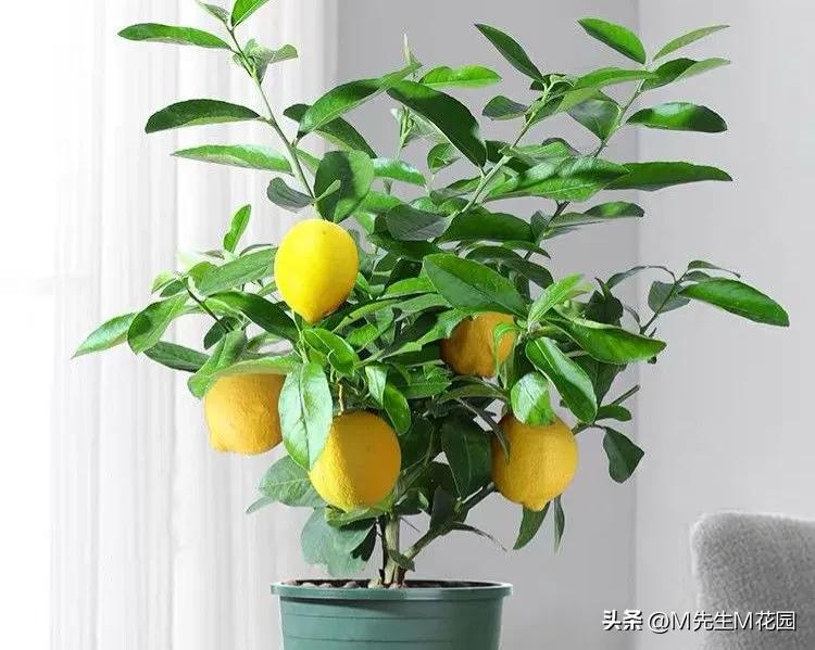 各种不同的蔬菜水果,不同颜色的蔬菜水果