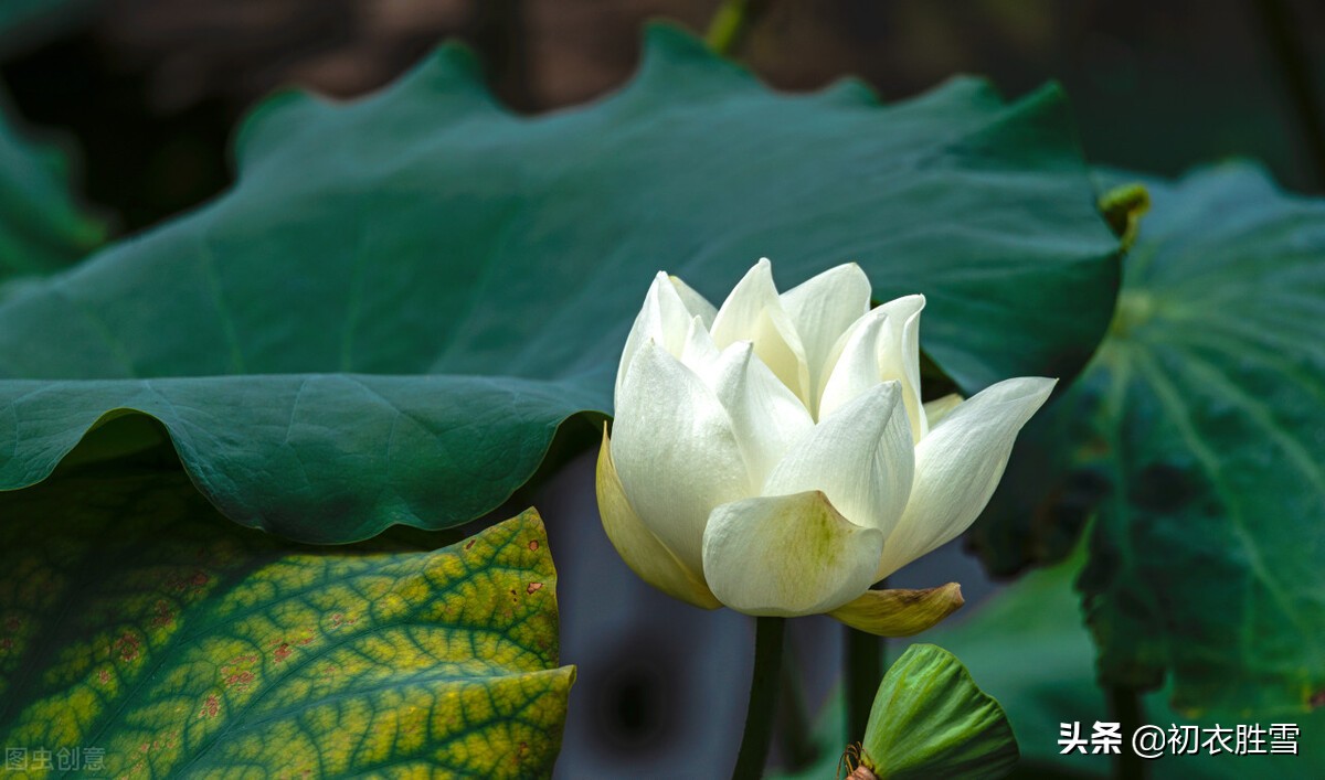 描写荷花的古诗10首出淤泥而不染,白荷花的诗句唯美句子