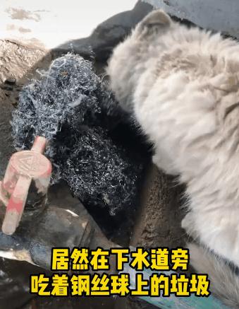 没有写完的黄猫胖太阳的故事
