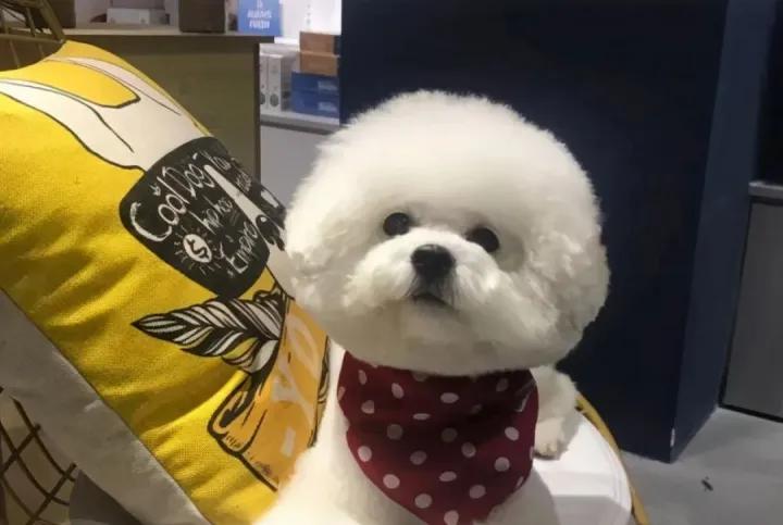 6种最聪明的狗狗你有没有养过呢,最受欢迎的10种狗狗排行榜