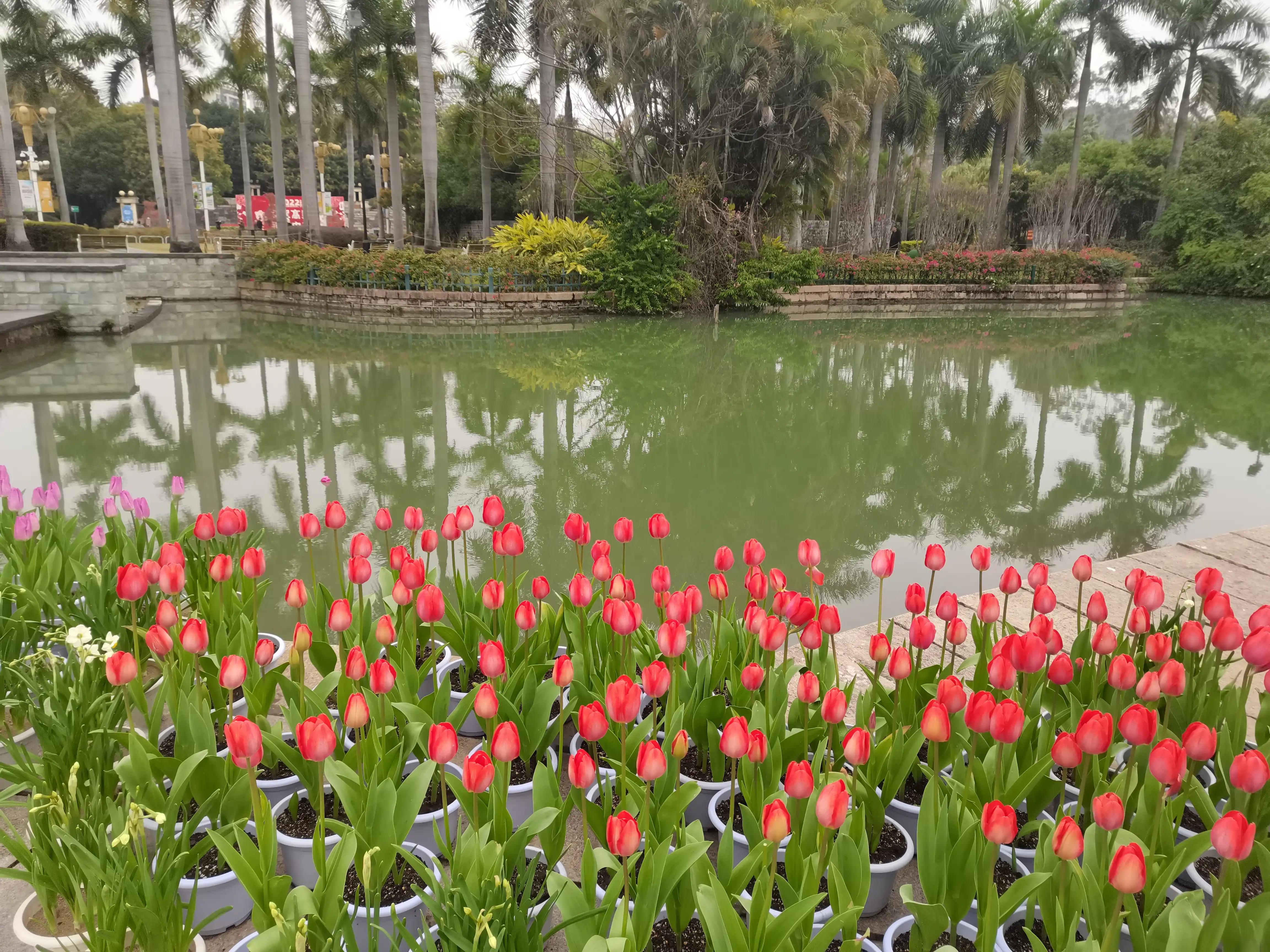 福州郁金香温泉公园,福州花海公园郁金香