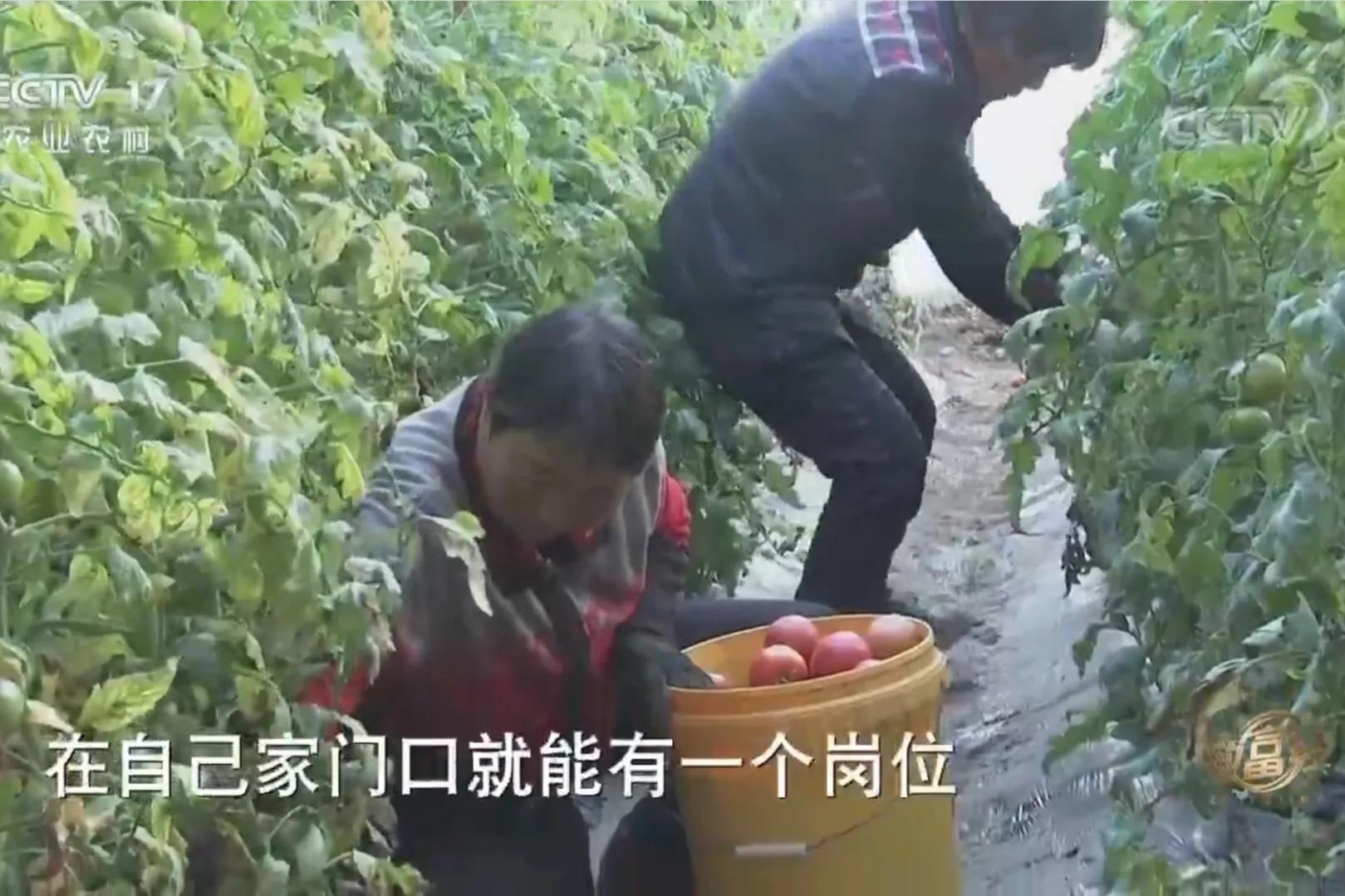 承包荒山致富的例子,美女承包52亩山地